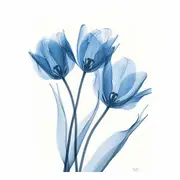 Tulips Canvas Print Wall Art