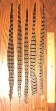 5 Ringneck Pheasant Tail Feathers 18-20" Length