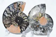 Large Black Ammonite PAIR Great Crystals 110myo FOSSIL XXL 165mm 6.5" 9520bb