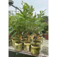 在飛比找蝦皮購物優惠-卉迎園藝 黃金板栗嫁接苗 7吋美植袋 黑貓宅配一箱只能裝兩棵