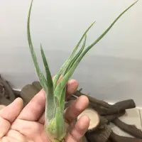 在飛比找蝦皮購物優惠-空氣鳳梨 女王頭 Tillandsia Caput-Medu