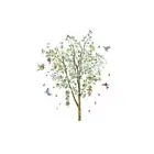 Removable Lemon Tree Bird PVC Wall Sticker for Effortless Redecorating