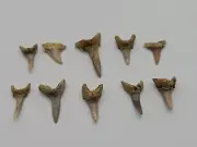 Shark Tooth Collection –10 Fossils: 6 Striatolamia & 4 Jaekelotodus trigonalis