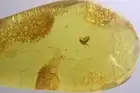 Dark-Winged fungus gnat Sciaridae in Spider Web Baltic amber #12816