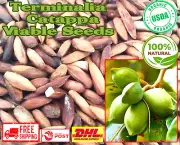 Organic Dried Terminalia Catappa Viable Fruit Seeds Nut Indian Almond Herbal