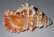 92 mm GREAT PATTERN Bursa Rubeta Frog Seashell #AB2 From Tamil Nadu
