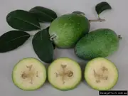 Buy Feijoa Large Oval Tree (Acca sellowiana)