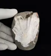 Natural Glassy Scolecite Sprays on Base Matrix Minerals #E89