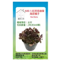 在飛比找PChome24h購物優惠-A80-1.紅貝塔齒葉萵苣種子-寶貝菜.貝比生菜