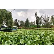 Save 5.00%! Xochimilco Day Trip Know a Farmland Food and Hop on a Trajinera