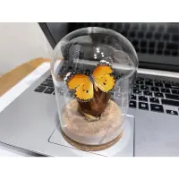 在飛比找蝦皮購物優惠-臺灣蝴蝶標本玻璃瓶景—樺斑蝶