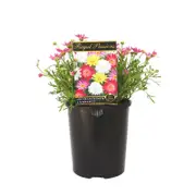 140mm Regal Passions Range - Argyranthemum frutescens