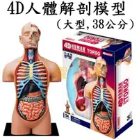 在飛比找蝦皮購物優惠-益智城《4D人體器官模型/人體解剖模型/教學人體模型 DIY