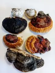 7x Dried Conk Fungus Pine tree Fungus Mushroom for Crafts Decor real wood fungi