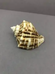 Rapana venosa 72.1 mm, Rare shell color, Sea shells, Ukraine, Gem, RARE