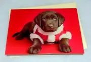 Chocolate Labrador Retriever Dog Christmas Card, Chocolate Lab Puppy Card