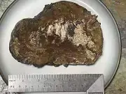10 ounces/280gm FRESH Alaskan Chaga Mushroom Organic Wild Harvested 05-13-2024