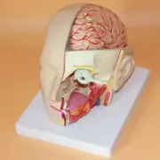 Cerebral Artery Cerebrovascular Brain Human Anatomical Model Teaching Model AU