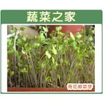 蔬菜之家滿額免運【00J03】大包裝J03.青花菜芽種子(青花椰菜芽、青花椰苗、芽菜種子、青花芽菜、3日苗、綠拿鐵)