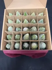 BEE & WILLOW Bottle Brush Tree Advent Calendar 25 Wooden Tree's Gift Giving Idea