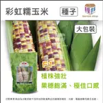 (新品)彩虹糯玉米種子- 新推出的三色糯玉米品種，具有紫色，黃色和白色三種果穗。大包裝《園藝倉庫》