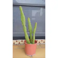 在飛比找蝦皮購物優惠-🪴初日之出Opuntia monacantha 'Varie