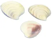 Wedding Cake Craft Shells Bulk Seashells .625-1" (1 Gallon) (appx. 2500 pc)