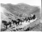 Sixteen-Mule Team Hauling Borax From Old Borate 1890-1900 California Old Photo