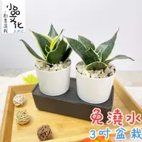 在飛比找蝦皮商城優惠-【小品文化】金邊虎尾蘭 虎紋金邊虎尾蘭【現貨】3吋雙子免澆水