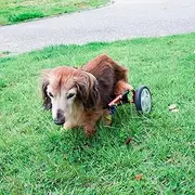 パレットライフ PaletteLife Adjustable Dog Wheelchair (for Miniature Dachshund), hind Legs Rehabilitation, Light Weight Pet Supplies, Dog Cart, Wheels