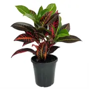 70mm Croton Cheryl - Codiaeum variegatum