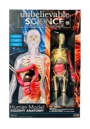 Unbelievable Science Human Anatomy Model NEW