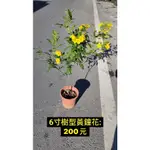 霏霏園藝樹型黃鐘花: 200元6吋