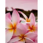 ［CW原裝瓶｜香精］- NO.48 雞蛋花 PLUMERIA 100ML - NO.48