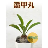 在飛比找蝦皮購物優惠-綠果庭院-多肉植物 鐵甲丸實生Euphorbia buple