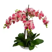 Glamorous Fusion Phalaenopsis Orchid Artificial Plant Flower Decorative 60cm Whi