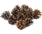 24 pine cones approx. 7-9cm pine cones pine cones fir natural cones Christmas decoration Advent decoration autumn decoration