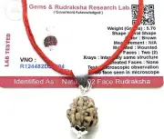 Certified 2 Mukhi Rudraksha Pendant Necklace (Two Faces) - Embrace Balance &