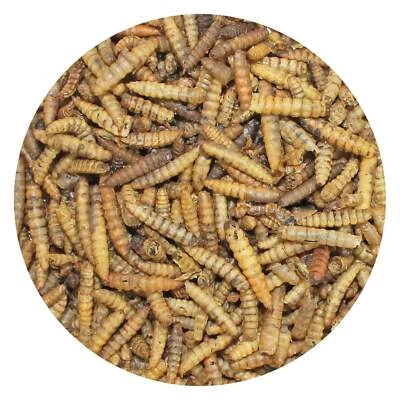 Australian Dried Black Soldier Fly Larvae