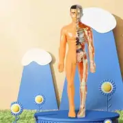 3d Human Body Torso Model for Kid Anatomy Model Skeleton Anatomical Model New