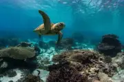 GREAT BARRIER REEF TURTLE POSTER PICTURE PHOTO BANNER coral aus island 4623