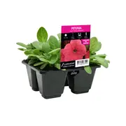 4 Cell Petunia Crazy Coral Improved - Petunia hybrida