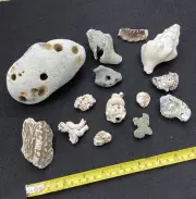 2 Lb Genuine Holey Hag Rock + Sea Shells & Beach Finds Hex Odin ADDER Stone