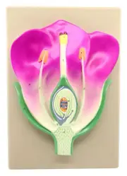 Typical Flower Model, V.S - Mounted on Base, 14" x 9" - Eisco Labs