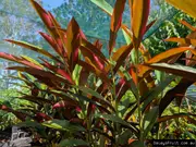 Atherton Red Back Native Ginger Plants (Alpinia caerulea)