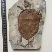 Real Turtle Fossil Rare Chinese Best born Keichousaurus Collection. Real turtle