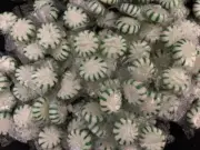 SPEARMINT Flavored Starligh Mints Hard Candy- BULK CANDY- {TWO POUNDS}