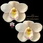 Cymbidium Seedling L044 (Keith Johnson 'Softest' x Keith Johnson 'Softest')