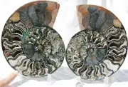 RARE BLACK Ammonite PAIR Deep Crystals 110myo FOSSIL 219mm 8.7" a865xx