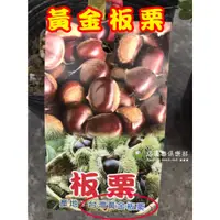 在飛比找蝦皮購物優惠-勿直接下標 黃金板栗 嫁接苗 台灣 黃金 栗子 大果 金黃果